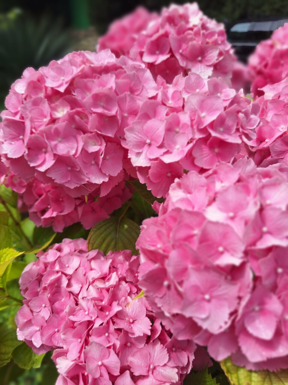 Гостевой дом Альфа Бетта-58