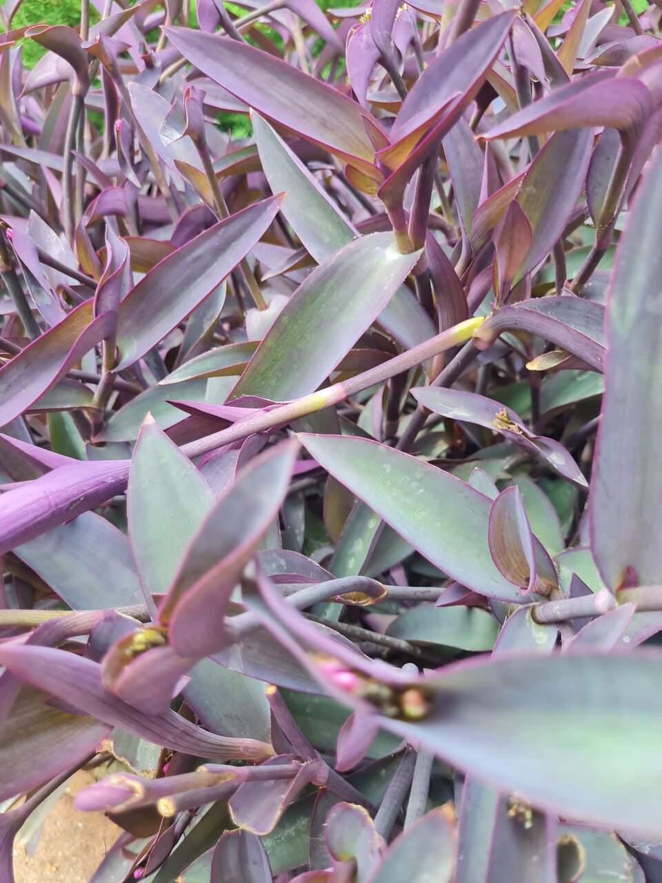 Гостевой дом Альфа Бетта-140