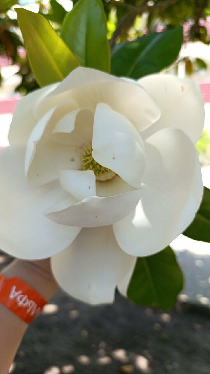 Гостевой дом Альфа Бетта-97