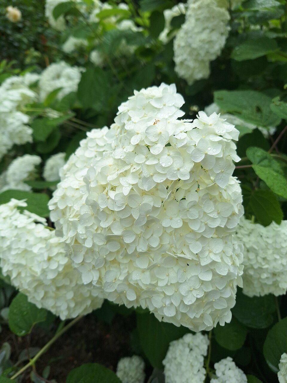 Гостевой дом Альфа Бетта-115