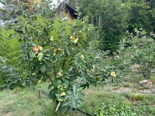 Гостевой дом Альфа Бетта-7