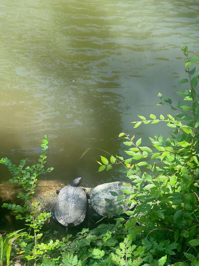 Гостевой дом Альфа Бетта-82