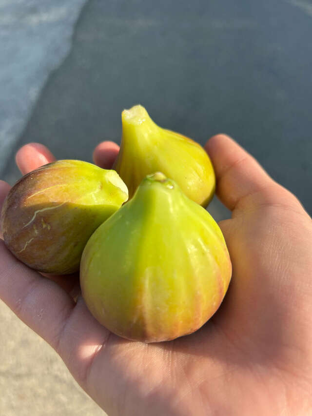 Гостевой дом Альфа Бетта-61